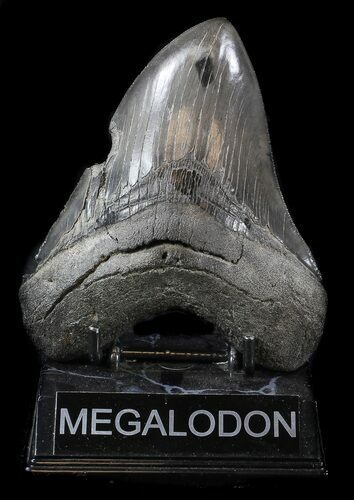 Bargain, Megalodon Tooth - Sharp Serrations #36237